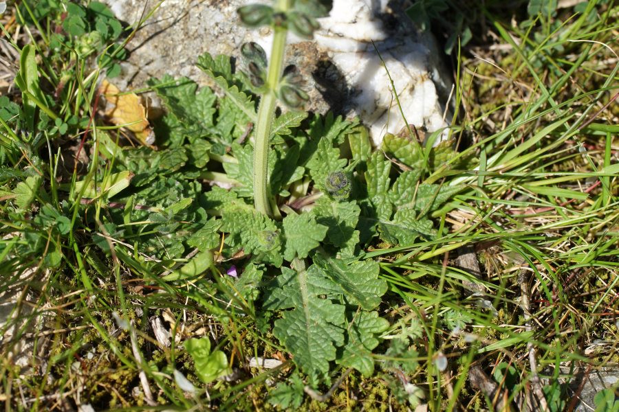 Salvia clandestina